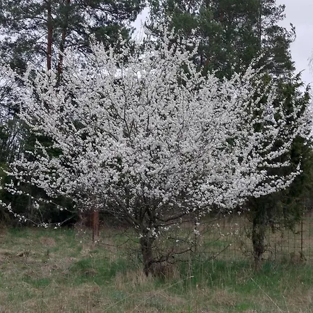 Villa Pollu Talu Puhkemajake SAAREMAA