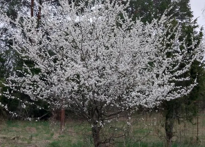 Villa Pollu Talu Puhkemajake SAAREMAA