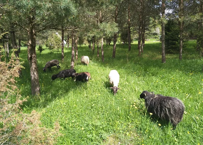 Pollu Talu Puhkemajake Villa *